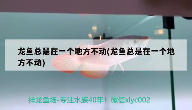 龙鱼总是在一个地方不动(龙鱼总是在一个地方不动) 黄金猫鱼