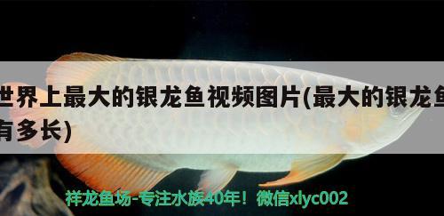 世界上最大的银龙鱼视频图片(最大的银龙鱼有多长) 银龙鱼