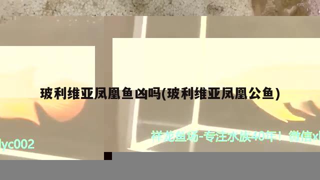 玻利维亚凤凰鱼凶吗(玻利维亚凤凰公鱼)