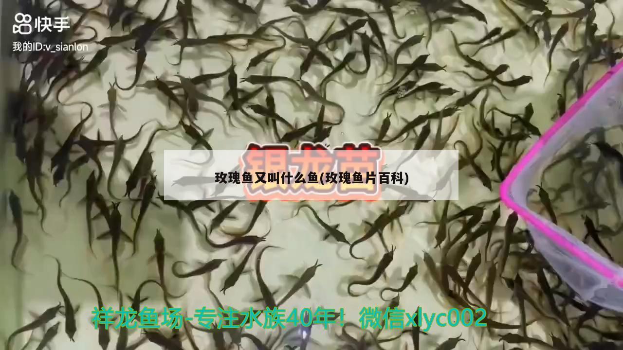玫瑰鱼又叫什么鱼(玫瑰鱼片百科) 广州水族器材滤材批发市场