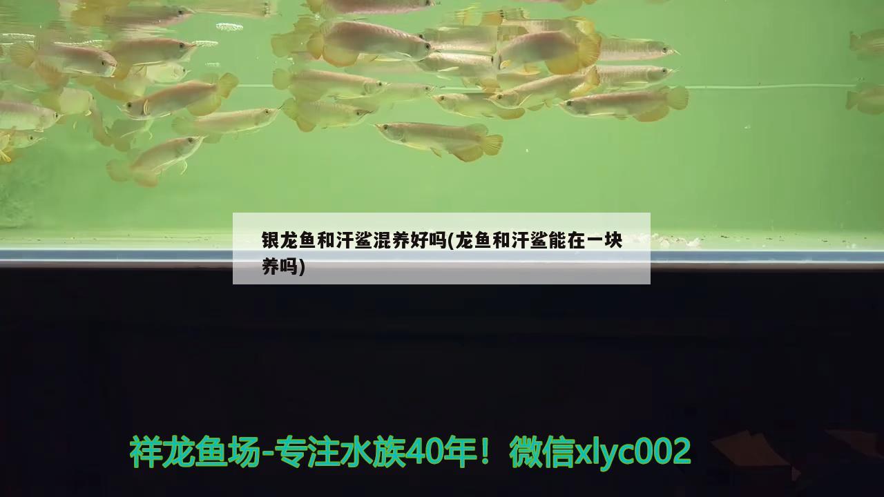 银龙鱼和汗鲨混养好吗(龙鱼和汗鲨能在一块养吗) 银龙鱼