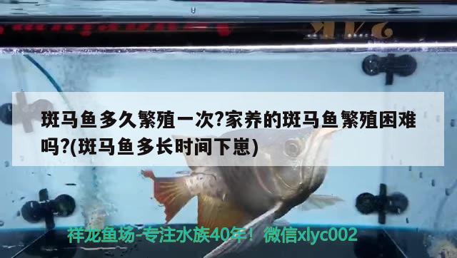 斑马鱼多久繁殖一次?家养的斑马鱼繁殖困难吗?(斑马鱼多长时间下崽)