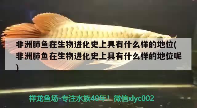 非洲肺鱼在生物进化史上具有什么样的地位(非洲肺鱼在生物进化史上具有什么样的地位呢) 肺鱼