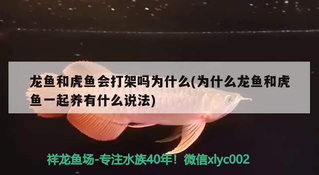 龙鱼和虎鱼会打架吗为什么(为什么龙鱼和虎鱼一起养有什么说法) 虎鱼百科