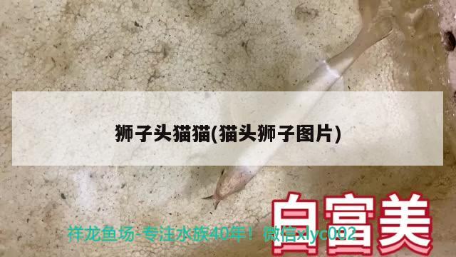 狮子头猫猫(猫头狮子图片) 观赏鱼 第2张