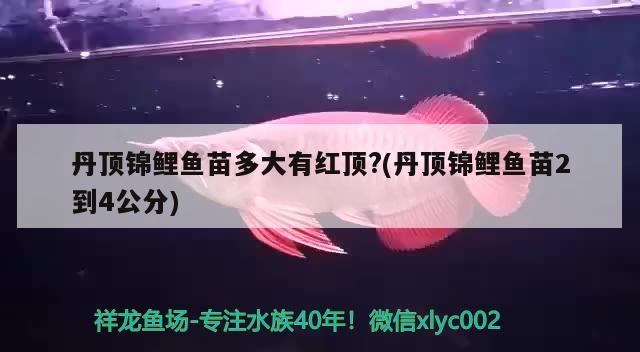 丹顶锦鲤鱼苗多大有红顶?(丹顶锦鲤鱼苗2到4公分) 丹顶锦鲤鱼