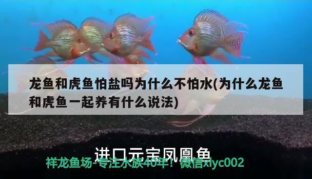 龙鱼和虎鱼怕盐吗为什么不怕水(为什么龙鱼和虎鱼一起养有什么说法)