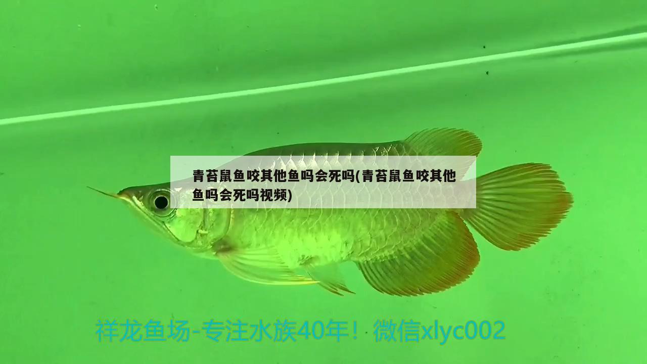 青苔鼠鱼咬其他鱼吗会死吗(青苔鼠鱼咬其他鱼吗会死吗视频) 观赏鱼