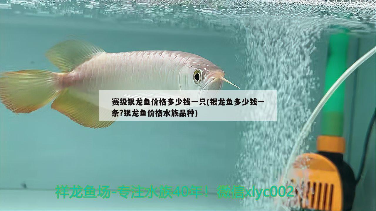 赛级银龙鱼价格多少钱一只(银龙鱼多少钱一条?银龙鱼价格水族品种) 银龙鱼