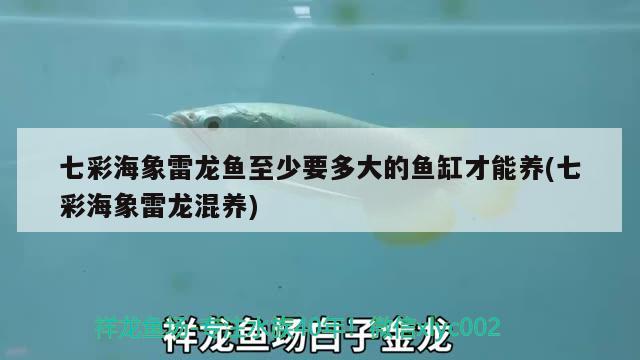 七彩海象雷龙鱼至少要多大的鱼缸才能养(七彩海象雷龙混养)