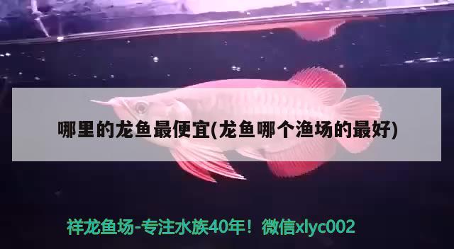 哪里的龙鱼最便宜(龙鱼哪个渔场的最好) 鱼缸水质稳定剂