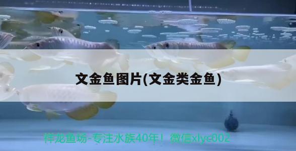 文金鱼图片(文金类金鱼) 观赏鱼 第2张