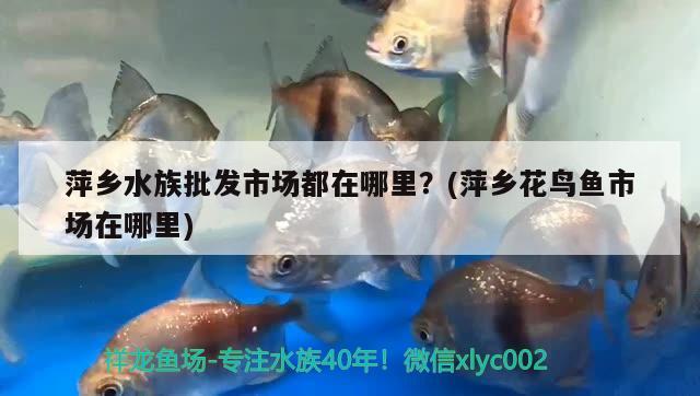 萍乡水族批发市场都在哪里？(萍乡花鸟鱼市场在哪里)