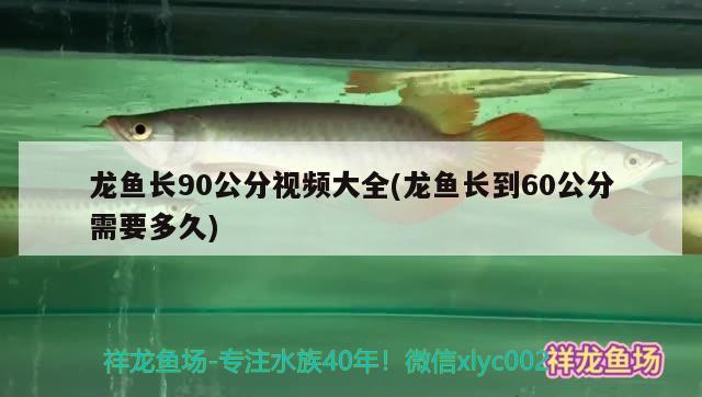 龙鱼长90公分视频大全(龙鱼长到60公分需要多久)