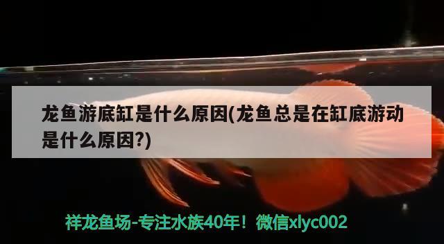 龙鱼游底缸是什么原因(龙鱼总是在缸底游动是什么原因?)