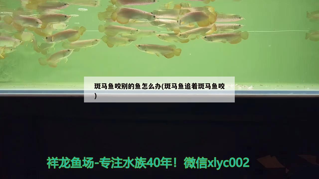 斑马鱼咬别的鱼怎么办(斑马鱼追着斑马鱼咬) 观赏鱼