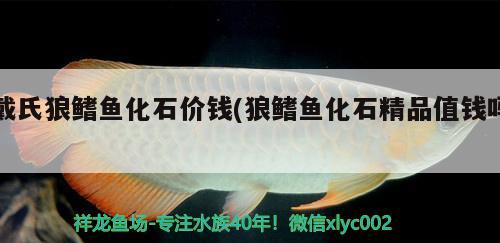 戴氏狼鳍鱼化石价钱(狼鳍鱼化石精品值钱吗)