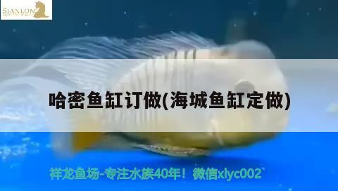 哈密鱼缸订做(海城鱼缸定做)