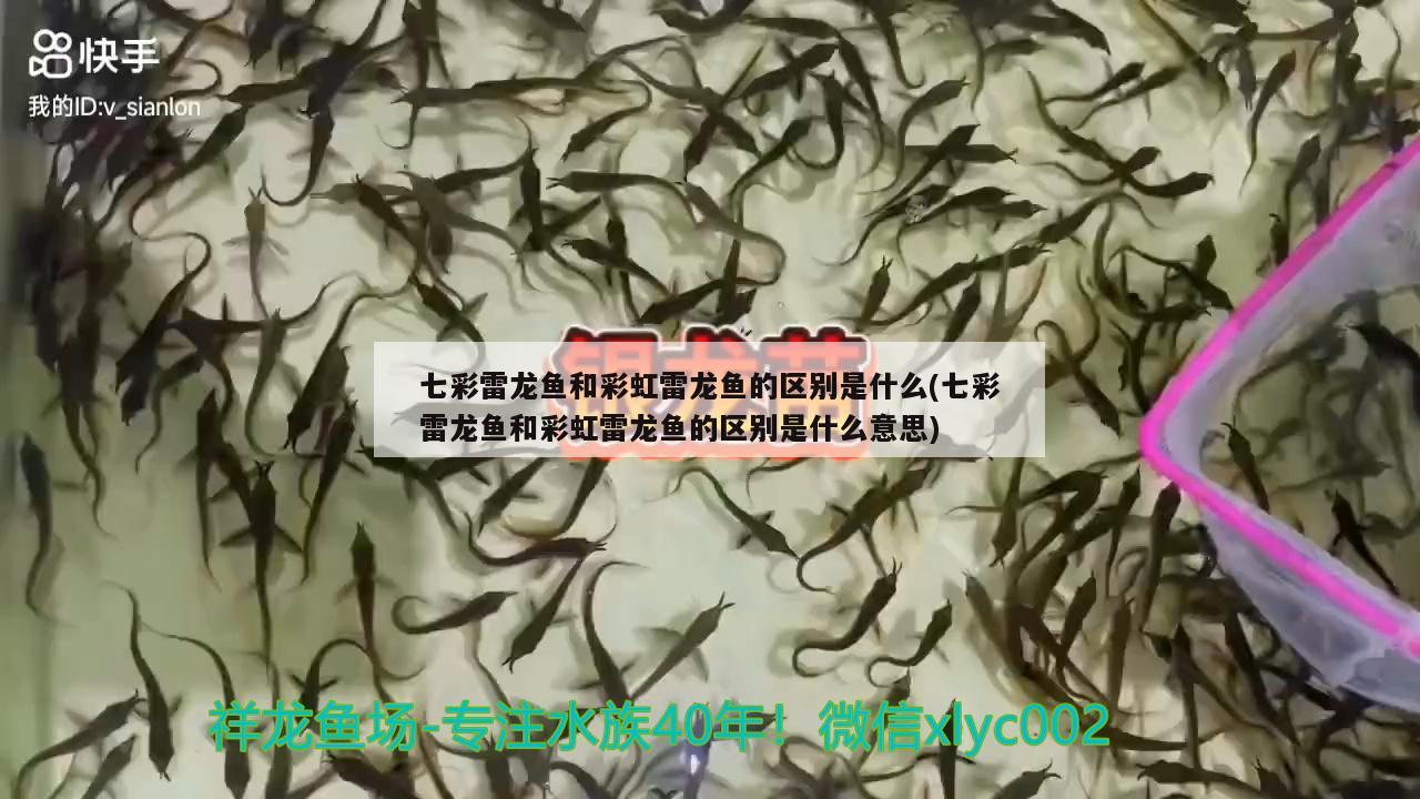 七彩雷龙鱼和彩虹雷龙鱼的区别是什么(七彩雷龙鱼和彩虹雷龙鱼的区别是什么意思) 祥龙蓝珀金龙鱼