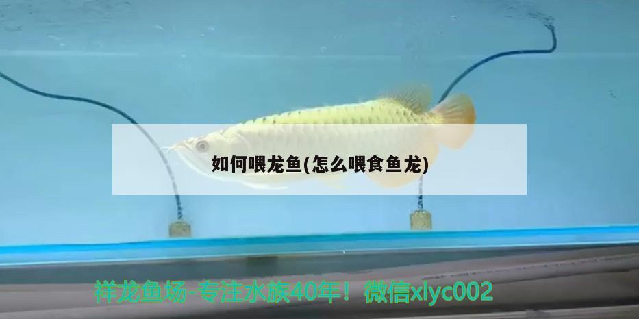 如何喂龙鱼(怎么喂食鱼龙)