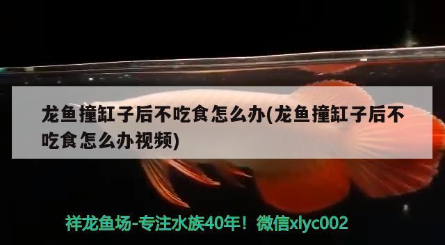 龙鱼撞缸子后不吃食怎么办(龙鱼撞缸子后不吃食怎么办视频) 祥龙鱼场其他产品