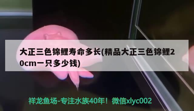 大正三色锦鲤寿命多长(精品大正三色锦鲤20cm一只多少钱) 三色锦鲤鱼