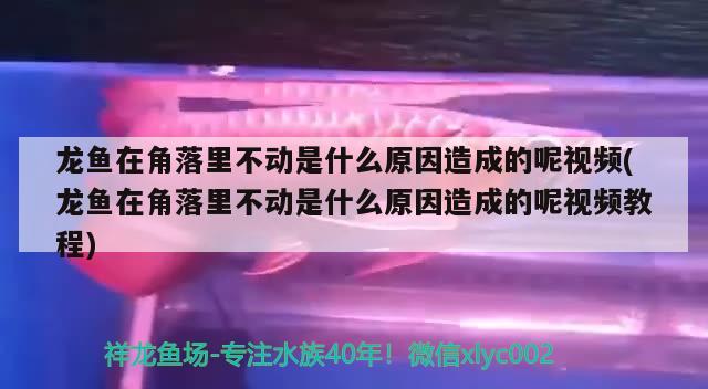 龙鱼在角落里不动是什么原因造成的呢视频(龙鱼在角落里不动是什么原因造成的呢视频教程) 赤荔凤冠鱼