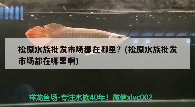 松原水族批发市场都在哪里？(松原水族批发市场都在哪里啊) 观赏鱼水族批发市场