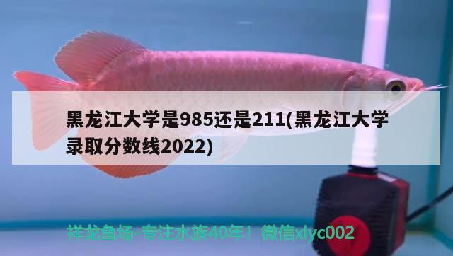 黑龙江大学是985还是211(黑龙江大学录取分数线2022) 观赏鱼