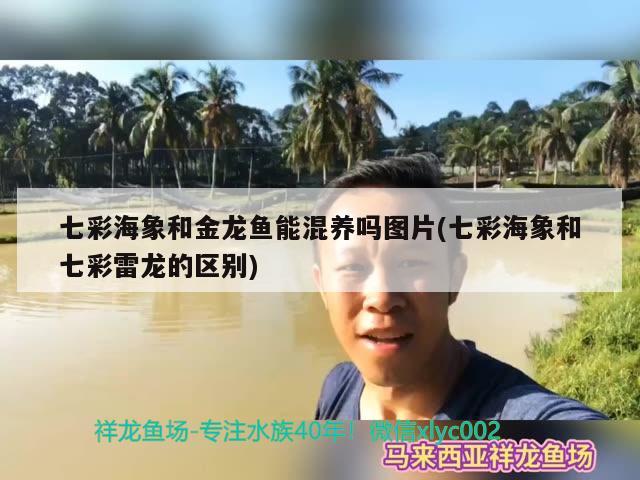 七彩海象和金龙鱼能混养吗图片(七彩海象和七彩雷龙的区别)