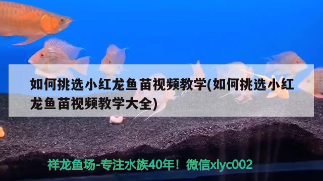 如何挑选小红龙鱼苗视频教学(如何挑选小红龙鱼苗视频教学大全)