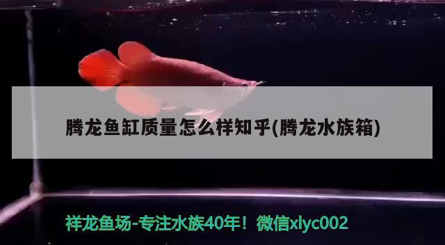 腾龙鱼缸质量怎么样知乎(腾龙水族箱)