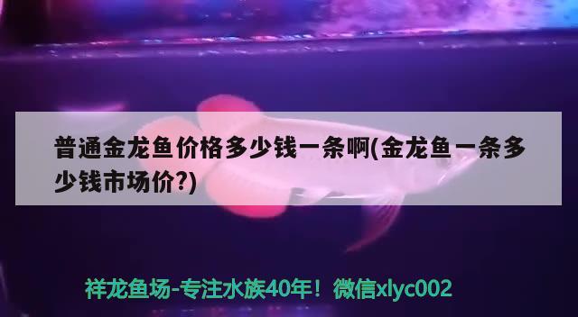 普通金龙鱼价格多少钱一条啊(金龙鱼一条多少钱市场价?) 定时器/自控系统