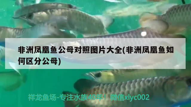 非洲凤凰鱼公母对照图片大全(非洲凤凰鱼如何区分公母)