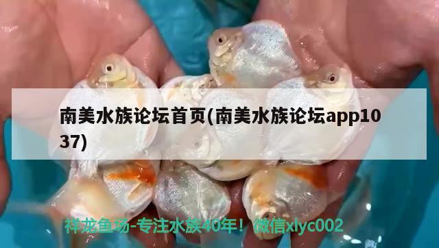 南美水族论坛首页(南美水族论坛app1037) 黑桃A鱼苗