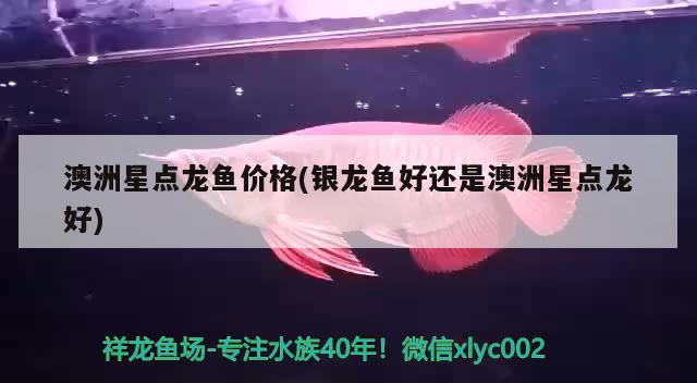 澳洲星点龙鱼价格(银龙鱼好还是澳洲星点龙好)