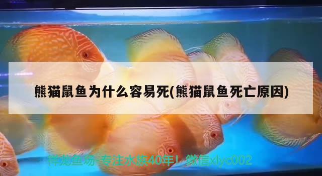 熊猫鼠鱼为什么容易死(熊猫鼠鱼死亡原因)