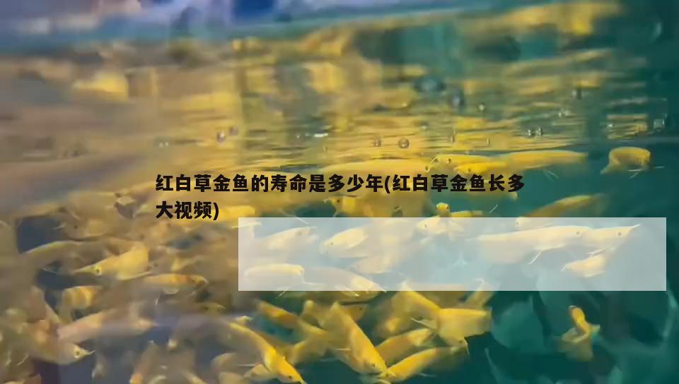 红白草金鱼的寿命是多少年(红白草金鱼长多大视频)