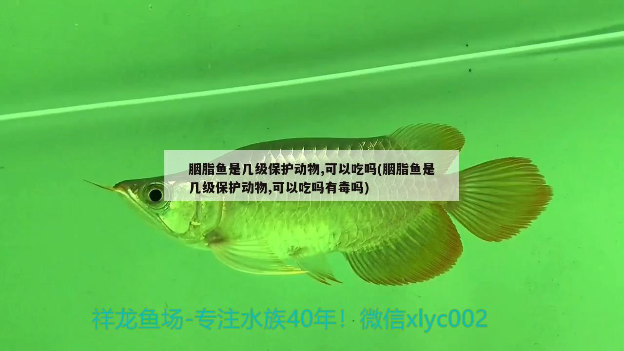 胭脂鱼是几级保护动物,可以吃吗(胭脂鱼是几级保护动物,可以吃吗有毒吗) 观赏鱼