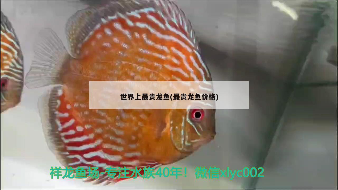 世界上最贵龙鱼(最贵龙鱼价格) 祥龙水族医院