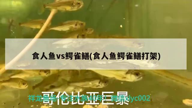 食人鱼vs鳄雀鳝(食人鱼鳄雀鳝打架) 食人鱼（水虎）