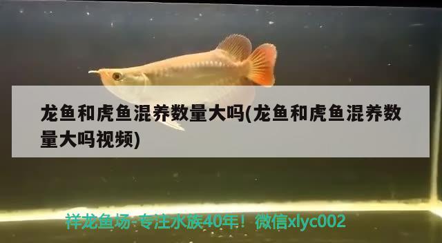 龙鱼和虎鱼混养数量大吗(龙鱼和虎鱼混养数量大吗视频)