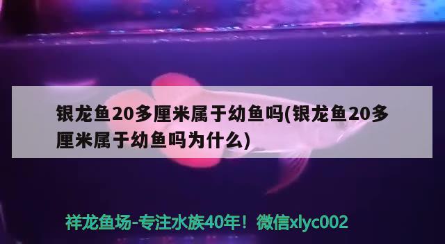 银龙鱼20多厘米属于幼鱼吗(银龙鱼20多厘米属于幼鱼吗为什么) 银龙鱼