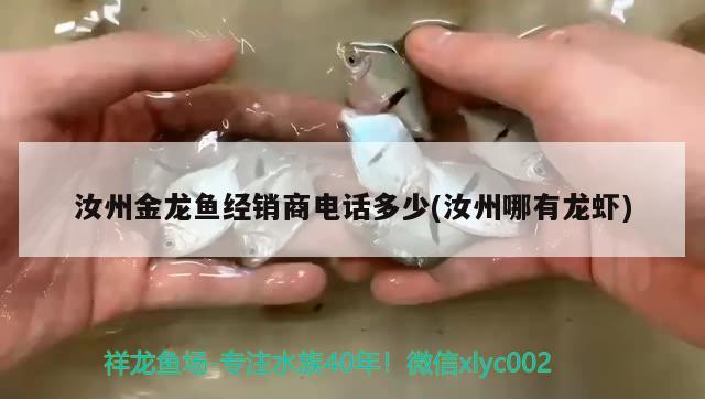 汝州金龙鱼经销商电话多少(汝州哪有龙虾)