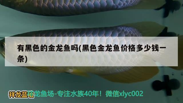 有黑色的金龙鱼吗(黑色金龙鱼价格多少钱一条) 黄吉金龙（白子金龙鱼）