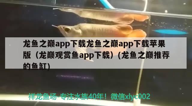 龙鱼之巅app下载龙鱼之巅app下载苹果版（龙巅观赏鱼app下载）(龙鱼之巅推荐的鱼缸) 喂食器 第3张