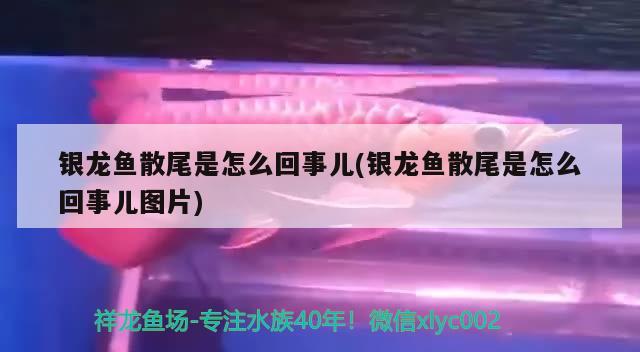 银龙鱼散尾是怎么回事儿(银龙鱼散尾是怎么回事儿图片)