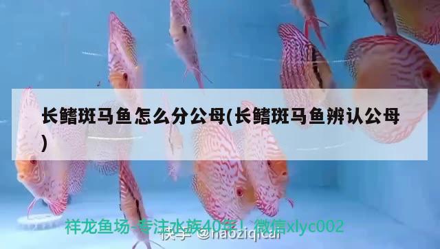 长鳍斑马鱼怎么分公母(长鳍斑马鱼辨认公母) 观赏鱼