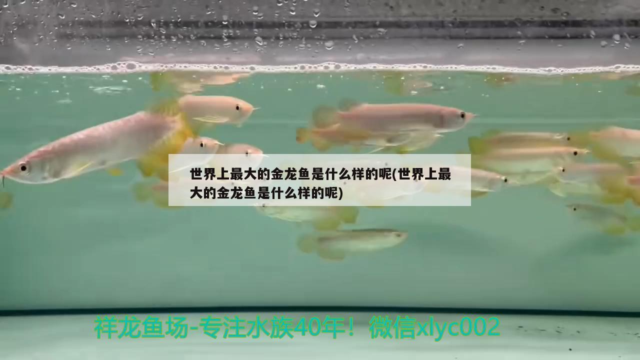 世界上最大的金龙鱼是什么样的呢(世界上最大的金龙鱼是什么样的呢)