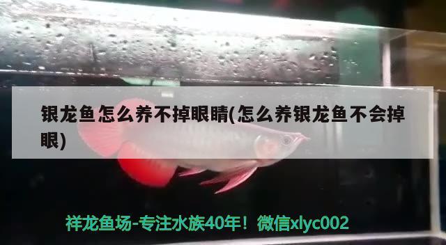 银龙鱼怎么养不掉眼睛(怎么养银龙鱼不会掉眼)